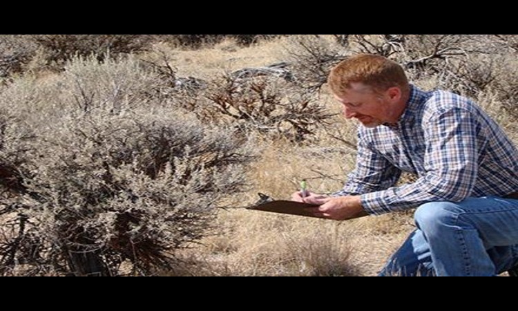 ARS rangeland scientist Kirk Davies records vegetation as part of work to evaluate forecasting tools that will determine which areas have the highest probability of a large rangeland fire. (Chad Boyd, D5058-1)